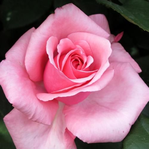 Rozenstruik - Webwinkel - Rosa Carina® - matig geurende roos - Stamroos - Theehybriden  - roze - Alain Meillandrechtopstaande kroonvorm - 0